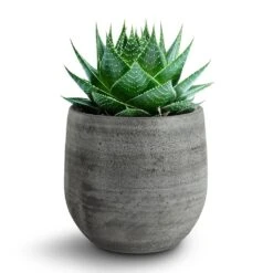 Esra Plant Pot - Mystic Grey -Plant Promotion Store 138970 pot esra mystic grey 15cmx13cm