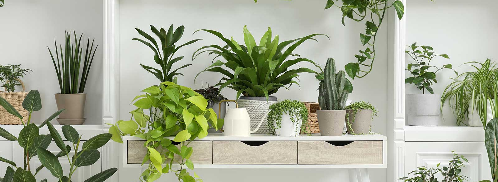 Plant Promotion Store -Plant Promotion Store 3