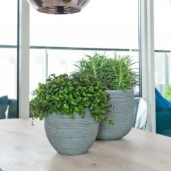 Abby Ridged Plant Pot - Dark Grey 19 Abby Ridged Plant Pot - Dark Grey -Plant Promotion Store Abby Plant Pot Dark Grey Peperomia Houseplant