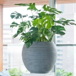 Abby Ridged Plant Pot - Dark Grey 16 Abby Ridged Plant Pot - Dark Grey -Plant Promotion Store Abby Plant Pot Ridged Dark Grey Swiss Cheese Houseplant