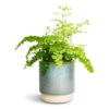 Adiantum Fragrans - Delta Maidenhair Fern -Plant Promotion Store Adiantum Fragrans Delta Maidenhair Fern 13x30cm Copenhagen Plant Pot Aqua 15.5x16cm 0f36e61d dddf 4ccd a871 0cab4e6ffec6
