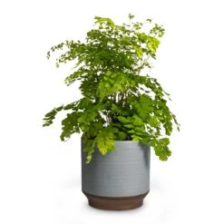 Adiantum Fragrans - Delta Maidenhair Fern 17 Adiantum Fragrans - Delta Maidenhair Fern -Plant Promotion Store Adiantum Fragrans Delta Maidenhair Fern 13x30cm Pot Suze Blue 15x14cm
