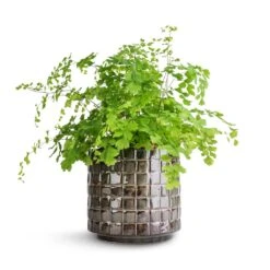 Adiantum Fragrans - Delta Maidenhair Fern 14 Adiantum Fragrans - Delta Maidenhair Fern -Plant Promotion Store Adiantum Fragrans Delta Maidenhair Fern 13x30cm Stian Plant Pot Moss Green 16x15cm