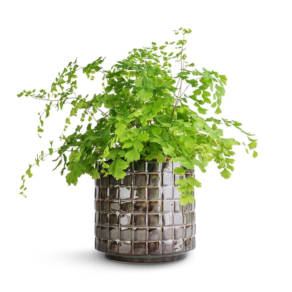 Stian Plant Pot - Moss Green 12 Stian Plant Pot - Moss Green - Image 10