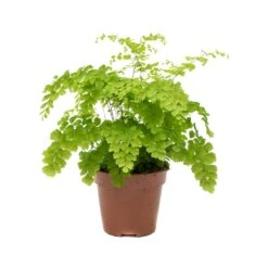 Adiantum Fragrans - Delta Maidenhair Fern 13 Adiantum Fragrans - Delta Maidenhair Fern -Plant Promotion Store Adiantum Fragrans Delta Maidenhair Fern