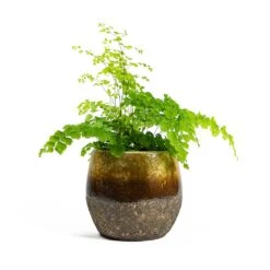 Adiantum Fragrans - Delta Maidenhair Fern 16 Adiantum Fragrans - Delta Maidenhair Fern -Plant Promotion Store Adiantum Fragrans Delta Maidenhair Fern Lindy Plant Pot Ochre 5d518b23 6beb 426b 86b6 0043681e56a8