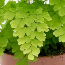 Plant Promotion Store -Plant Promotion Store Adiantum Fragrans Delta Maidenhair Fern leaves