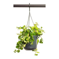 Aeschynanthus Pink Polka - Lipstick Plant -Plant Promotion Store Aeschynanthus Pink Polka Lipstick Plant 15cm