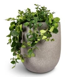 Grigio Tall Egg Pot Planter - Natural Concrete 8 Grigio Tall Egg Pot Planter - Natural Concrete -Plant Promotion Store Aeschynanthus Pink Polka Lipstick Plant 15x40cm Grigio Tall Balloon Planter Natural Concrete 40x50cm 1