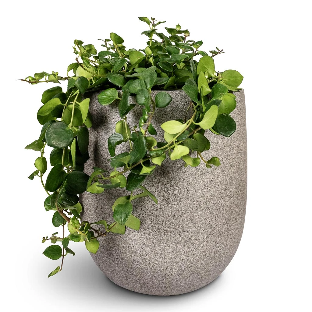 Grigio Tall Egg Pot Planter - Natural Concrete 5 Grigio Tall Egg Pot Planter - Natural Concrete - Image 3