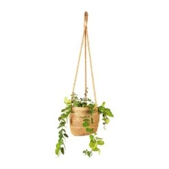 Igmar Hanging Plant Basket - Natural -Plant Promotion Store Aeschynanthus Pink Polka Lipstick Plant 15x50cm Igmar Hanging Plant Basket Natural 17x14cm