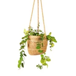Igmar Hanging Plant Basket - Natural -Plant Promotion Store Aeschynanthus Pink Polka Lipstick Plant 15x50cm Igmar Hanging Plant Basket Natural 17x14cm Close 008812f5 18a7 43f4 8eb3 eb8bf72374b9