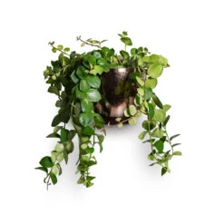 Sven Plant Pot - Gold 36 Sven Plant Pot - Gold -Plant Promotion Store Aeschynanthus Pink Polka Lipstick Plant 15x50cm Sven Plant Pot Gold 18x16cm aa203f7f 4fa2 494c b44c 261b5b33b446