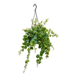 Aeschynanthus Pink Polka - Lipstick Plant -Plant Promotion Store Aeschynanthus Pink Polka Lipstick Plant