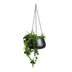 Sahara Hanging Plant Pot - Slate 14 Sahara Hanging Plant Pot - Slate -Plant Promotion Store Aeschynanthus Rasta 15x40cm Sahara Hanging Pot Slate 24x16cm 1