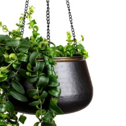 Sahara Hanging Plant Pot - Slate 18 Sahara Hanging Plant Pot - Slate -Plant Promotion Store Aeschynanthus Rasta 15x40cm Sahara Hanging Pot Slate 24x16cm 2 1