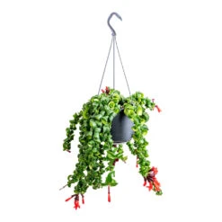 Aeschynanthus Rasta - Lipstick Plant -Plant Promotion Store Aeschynanthus Rasta Lipstick Plant 15x40cm