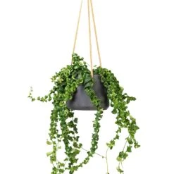 Patt Hanging Plant Pot - Black Washed -Plant Promotion Store Aeschynanthus Rasta Lipstick Plant 15x40cm Patt Hanging Plant Pot Black Washed 20x17cm f6089cf4 a50d 4baf b1b2 c85c694b1977