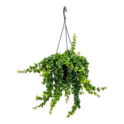 Aeschynanthus Rasta - Lipstick Plant -Plant Promotion Store Aeschynanthus Rasta Lipstick Plant