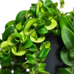 Aeschynanthus Rasta - Lipstick Plant -Plant Promotion Store Aeschynanthus Rasta Lipstick Plant Close Up