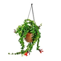 Mya Hanging Planter - Shiny Mocha 17 Mya Hanging Planter - Shiny Mocha -Plant Promotion Store Aeschynanthus Rasta Lipstick Plant Mya Hanging Planter Shiny Mocha 021dd599 e96a 4584 a075 46b15cd42646