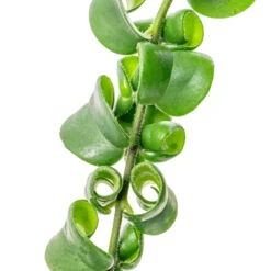 Aeschynanthus Rasta - Lipstick Plant -Plant Promotion Store Aeschynanthus Rasta Lipstick Plant SWATCH 2