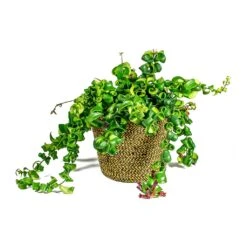 Selin Plant Basket - Camel 14 Selin Plant Basket - Camel -Plant Promotion Store Aeschynanthus Rasta Lipstick Plant Selin Plant Basket Camel plant pot e7ce29ea ee4d 4a82 bf04 767b82ff0c36