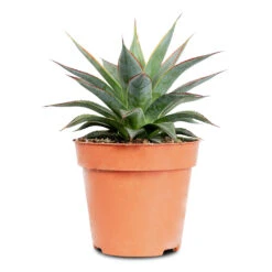 Agave Shaka Zulu 19 Agave Shaka Zulu -Plant Promotion Store Agave Shaka Zulu 12x15cm