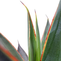 Plant Promotion Store -Plant Promotion Store Agave Shaka Zulu 15x25cm 2