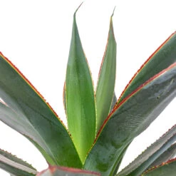 Agave Shaka Zulu 15 Agave Shaka Zulu -Plant Promotion Store Agave Shaka Zulu 15x25cm