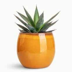 Agave Shaka Zulu 14 Agave Shaka Zulu -Plant Promotion Store Agave Shaka Zulu 15x25cm Charlotte Pot Ochre 19x16cm