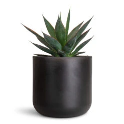 Agave Shaka Zulu