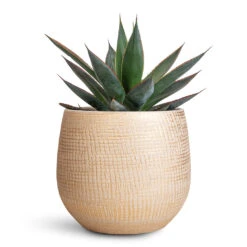 Agave Shaka Zulu 13 Agave Shaka Zulu -Plant Promotion Store Agave Shaka Zulu 15x25cm Ryan Pot Sand Gold 18x16cm