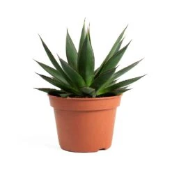 Agave Shaka Zulu 16 Agave Shaka Zulu -Plant Promotion Store Agave Shaka Zulu 337c8064 5f50 4416 b377 d0268833ee72