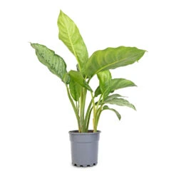 Aglaonema B.J. Freedman - Chinese Evergreen -Plant Promotion Store Aglaonema B.J. Freedman Chinese Evergreen 17x70cm