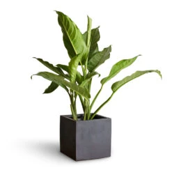 Fleur Natural Planter - Black -Plant Promotion Store Aglaonema B.J. Freedman Chinese Evergreen 17x70cm Fleur Natural Planter Black 20x20x20cm 3