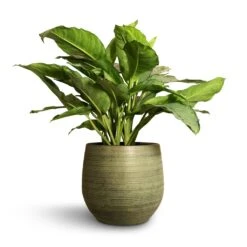 Plant Promotion Store -Plant Promotion Store Aglaonema B.J. Freedman Chinese Evergreen 24x80cm Lydia Plant Pot Shiny Green 36x32cm 38164912 1613 438a a77a 23a8fe7e3ddb