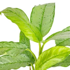 Aglaonema B.J. Freedman - Chinese Evergreen -Plant Promotion Store Aglaonema B.J. Freedman Chinese Evergreen SWATCH