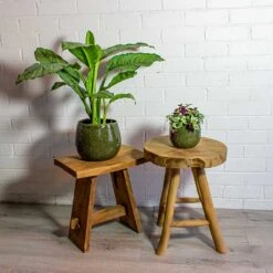 Tradescantia Zebrina - Inch Plant 30 Tradescantia Zebrina - Inch Plant -Plant Promotion Store Aglaonema B.J. Freedman Chinese Evergreen Tradescantia zebrina Inch Plant mischa green plant pot 481e7330 55a0 4ed4 9c3f 7860584d04ab