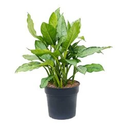 Aglaonema B.J. Freedman - Chinese Evergreen -Plant Promotion Store Aglaonema BJ Freedman Chinese Evergreen Large