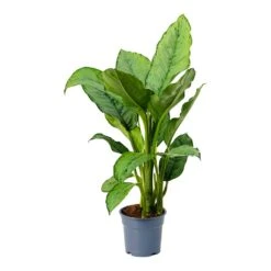 Aglaonema B.J. Freedman - Chinese Evergreen -Plant Promotion Store Aglaonema BJ Freedman Chinese Evergreen Small