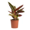 Aglaonema Chocolate - Chinese Evergreen 2 Aglaonema Chocolate - Chinese Evergreen -Plant Promotion Store Aglaonema Chocolate Chinese Evergreen 14cm