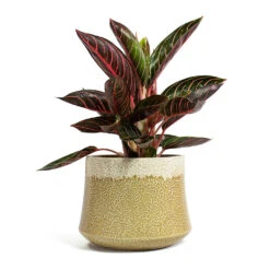 Aglaonema Chocolate - Chinese Evergreen -Plant Promotion Store Aglaonema Chocolate Chinese Evergreen Jorrit Plant Pot Camel