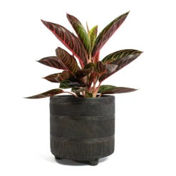 Aglaonema Chocolate - Chinese Evergreen -Plant Promotion Store Aglaonema Chocolate Chinese Evergreen Nola Plant Pot Shiny Brown