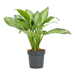 Aglaonema Maria - Chinese Evergreen 30 Aglaonema Maria - Chinese Evergreen -Plant Promotion Store Aglaonema Christina 12x30cm
