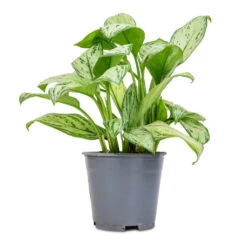 Aglaonema Christina - Chinese Evergreen 13 Aglaonema Christina - Chinese Evergreen -Plant Promotion Store Aglaonema Christina Chinese Evergreen 14x35cm