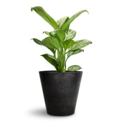 Aglaonema Christina - Chinese Evergreen 14 Aglaonema Christina - Chinese Evergreen -Plant Promotion Store Aglaonema Christina Chinese Evergreen 14x35cm Claire Artstone Plant Pot Black 17x15cm ded41de8 7b92 4a48 95af 3b34a0c9d535