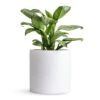 Aglaonema Christina - Chinese Evergreen -Plant Promotion Store Aglaonema Christina Chinese Evergreen 14x35cm Puk Planter Matt White 20x20cm