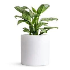 Puk Essentials Planter - Matt White 19 Puk Essentials Planter - Matt White -Plant Promotion Store Aglaonema Christina Chinese Evergreen 14x35cm Puk Planter Matt White 20x20cm 80db27b0 006a 484a a301 31a752032fd8