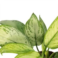 Plant Promotion Store -Plant Promotion Store Aglaonema Christina Chinese Evergreen Leaves